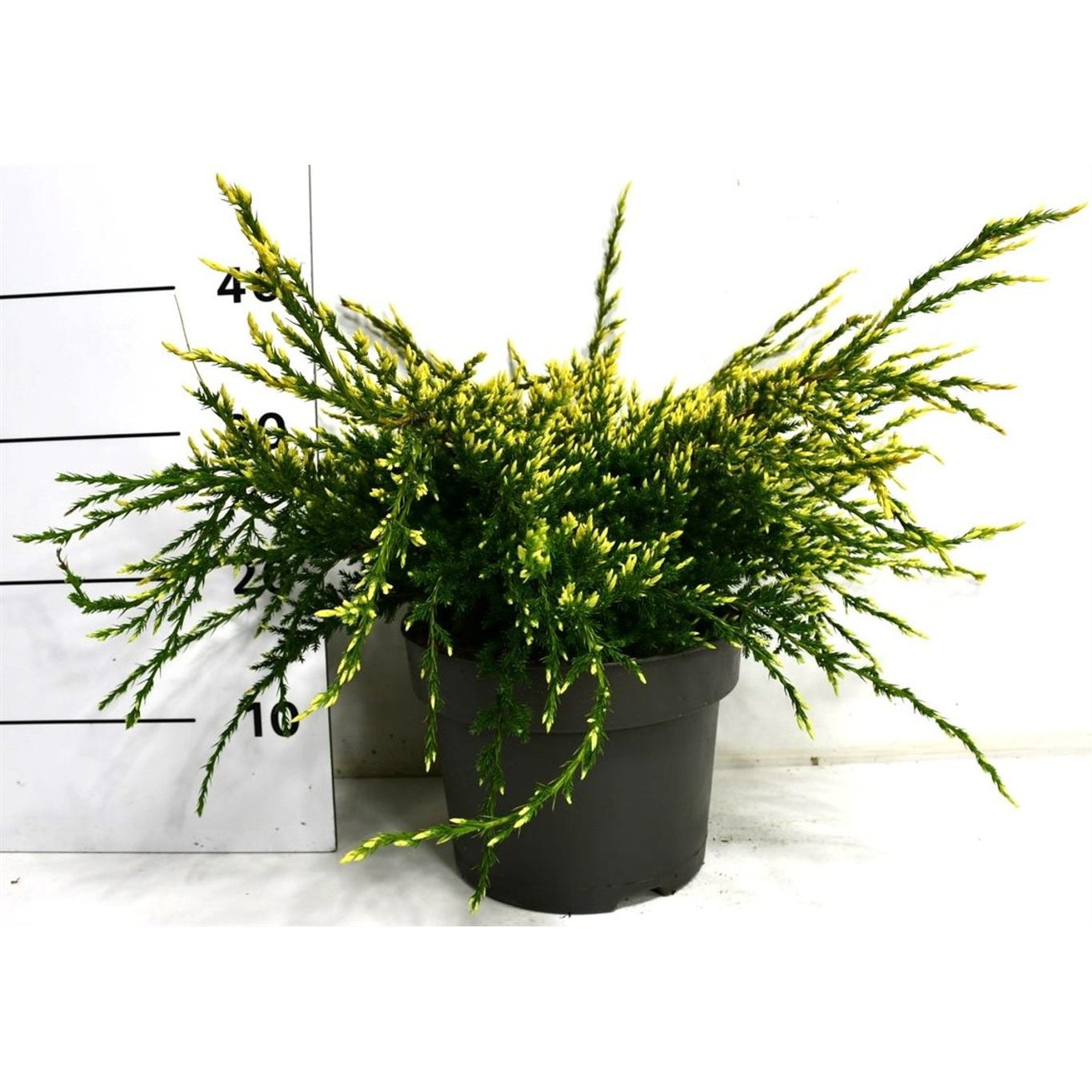 Fjäll-en – Juniperus squamata 'Holger' - C5 30-40 CM